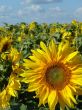 Yellow sunflowers blossoming flowers