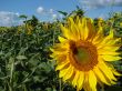 Yellow sunflowers blossoming flowers