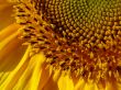 Yellow sunflowers blossoming flowers
