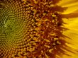 Yellow sunflowers blossoming flowers