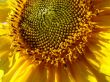 Yellow sunflowers blossoming flowers