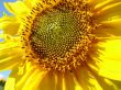 Yellow sunflowers blossoming flowers