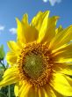 Yellow sunflowers blossoming flowers