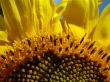 Yellow sunflowers blossoming flowers