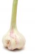 Standing Garlic Bulb