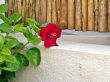 Landscape design