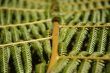 Fern Leaf close up