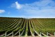 grape vines at winery