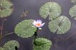 Flower on lily pond