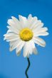 Camomile on a background of the sky