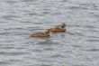 Female Mallards Swimming