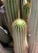 Looking down at a clump of tall cacti