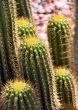 A group of tall cactus in sunlight from just above