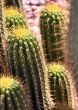 A group of tall cactus in sunlight
