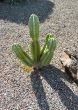  Cactus in a gravelled yard