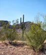  Arizona Seguaro Cactus