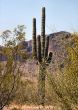  Arizona Seguaro Cactus 02