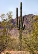  Arizona Seguaro Cactus 03