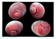 Red Sea Shells