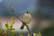 Sparrow closeup