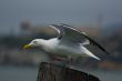 Seagull in front of Alcatraz