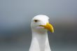 Seagull in front of Alcatraz