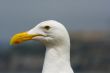 Seagull in front of Alcatraz