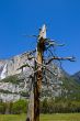 Yosemite Water Falls
