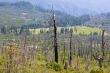 Burnt down forest  Yosemite National Park