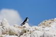 Tufa formations at Mono Lake