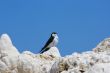 Tufa formations at Mono Lake