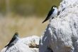 Tufa formations at Mono Lake