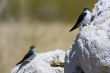 Tufa formations at Mono Lake