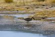Tufa formations at Mono Lake