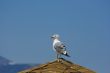 Seagull on the beach
