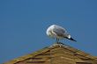 Seagull on the beach