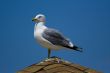 Seagull on the beach