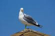 Seagull on the beach