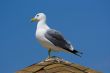 Seagull on the beach