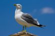 Seagull on the beach