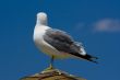 Seagull on the beach