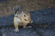 Feeding domesticated chipmunks