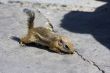 Feeding domesticated chipmunks