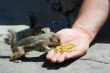 Feeding domesticated chipmunks