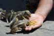 Feeding domesticated chipmunks