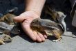 Feeding domesticated chipmunks