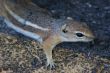 Cute little chipmunks