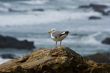 Seagull on the beach