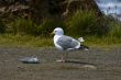 Seagull on the beach