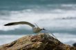 Seagull on the beach